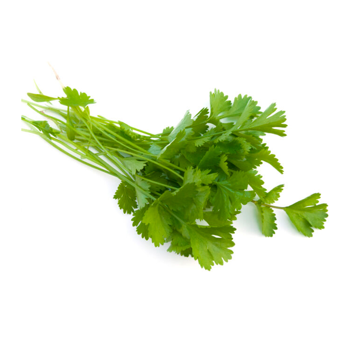 CILANTRO. 1  PZA.