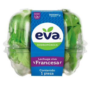 LECHUGA HIDROPONICA FRANCESA EVA 1  PZA.