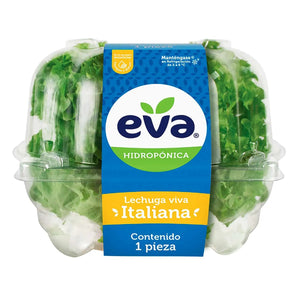 LECHUGA HIDROPONICA ITALIANA EVA 1  PZA.