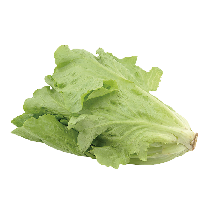 LECHUGA ITALIANA 1  PZA.