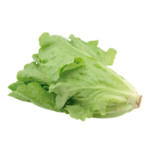 LECHUGA ITALIANA 1  PZA.