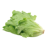 LECHUGA ITALIANA 1  PZA.